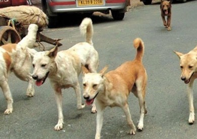 100تقرير ألف كلب تنهش اليمنيين أحصائية